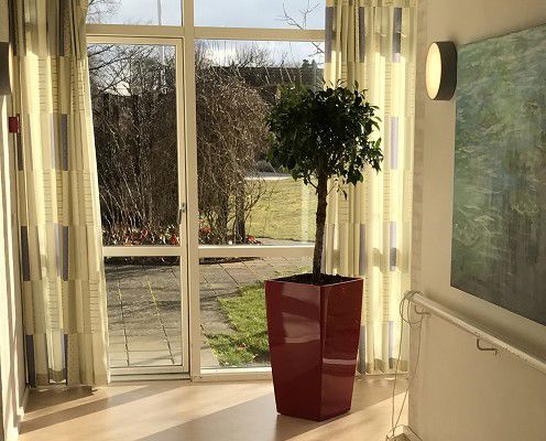 Plante står indendørs ved siden af et stort vinduesparti. Lys skinner ind af vinduet.